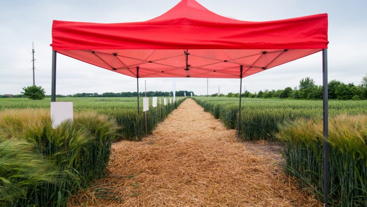 Gazebo Vs Pergola Vs Canopy