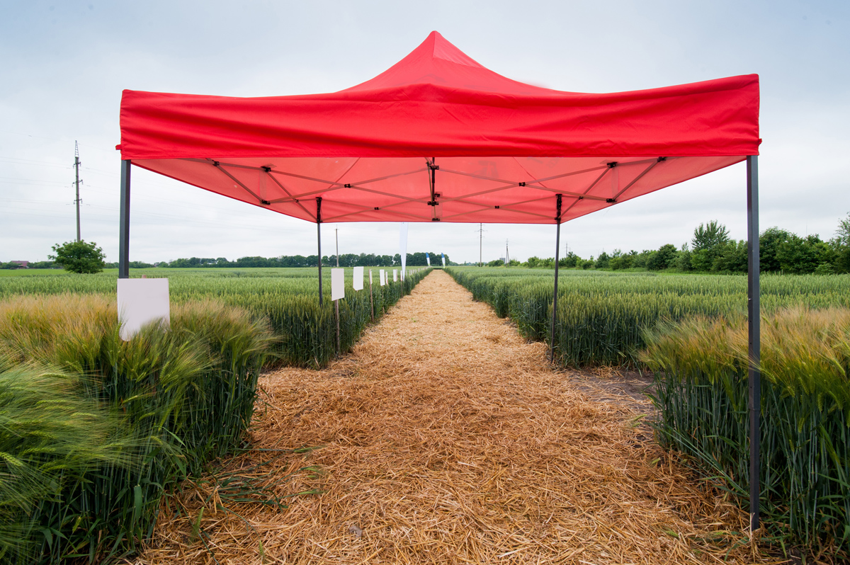 Gazebo Vs Pergola Vs Canopy